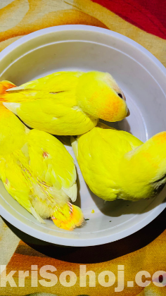 লাভ বার্ড বেবী